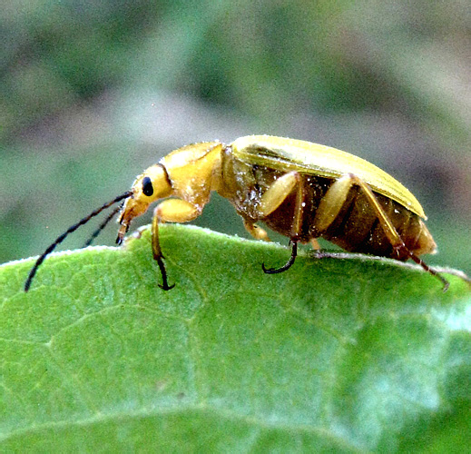 Cteniopus sulphureus (Linnaeus, 1758)