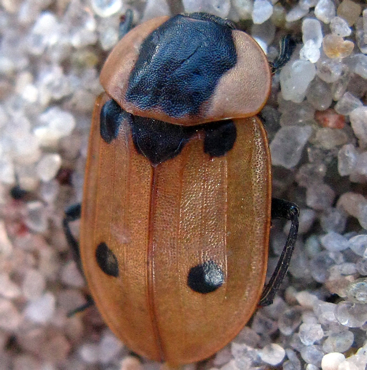 Dendroxena quadrimaculata (Scopoli, 1772)