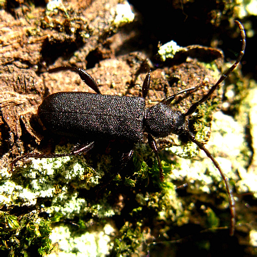 Ropalopus macropus (Germar, 1824)