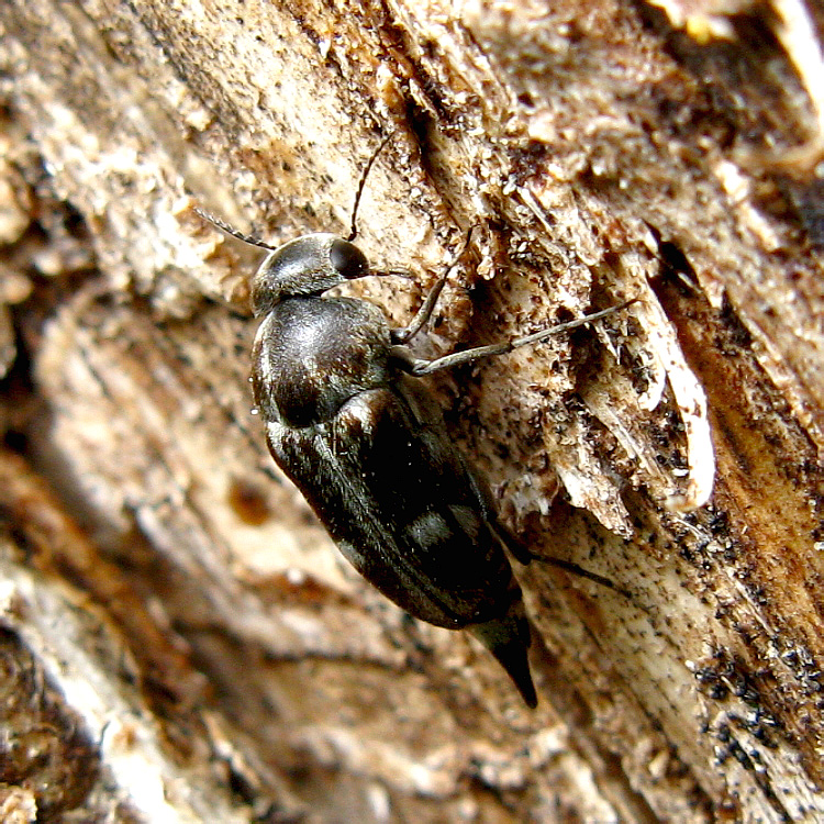 Tomoxia bucephala Costa, 1854