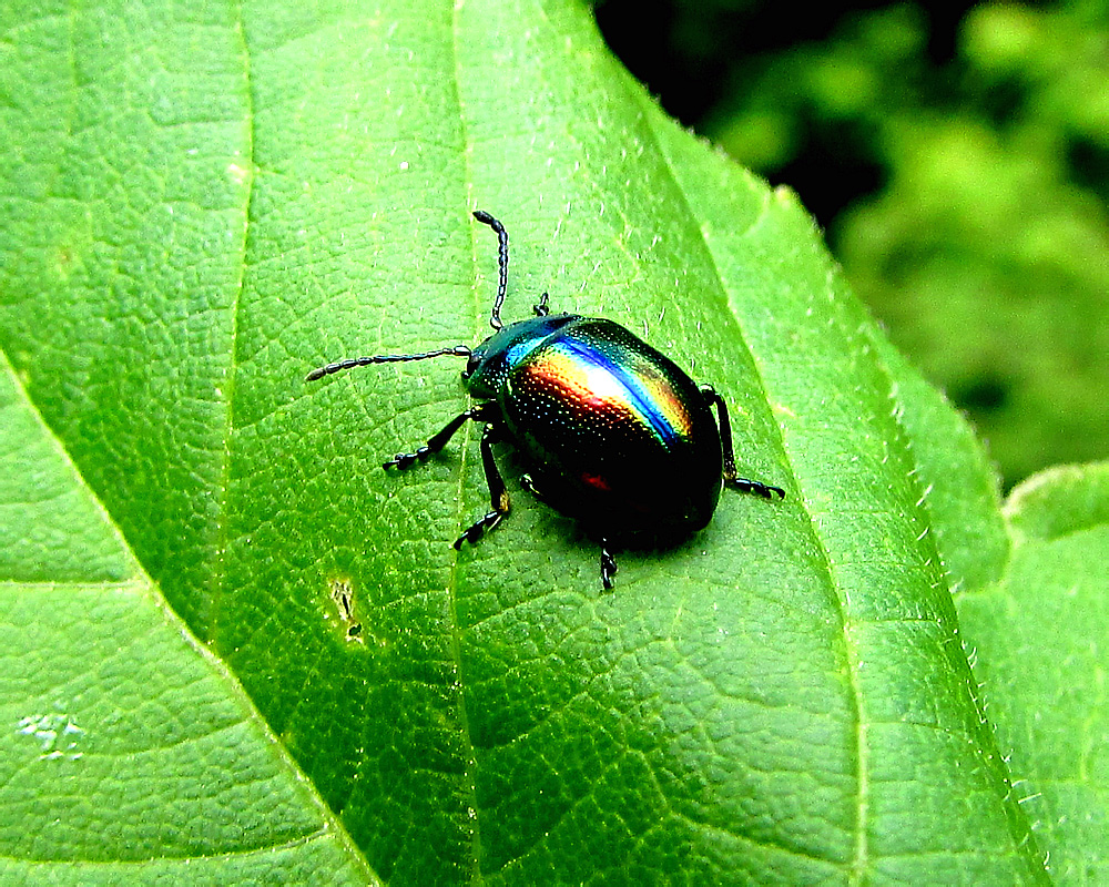 Chrysolina fastuosa (Scopoli, 1763)