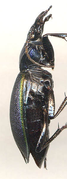 Carabus imperialis, 