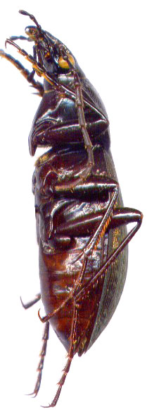 Carabus (Leptinocarabus) venustus, male