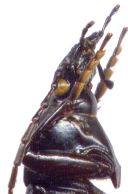 Carabus (Leptinocarabus) venustus, male