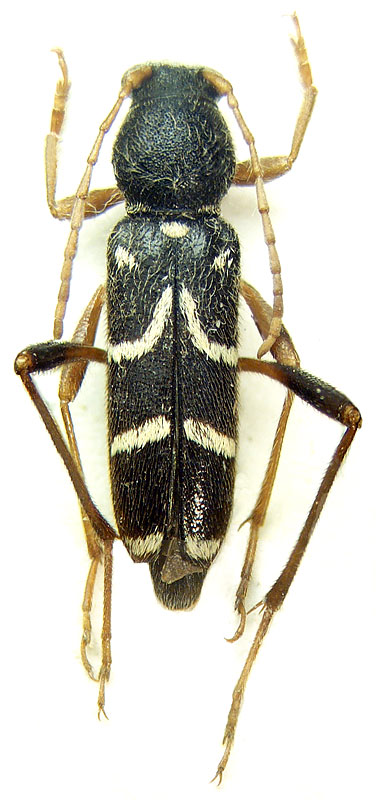 
   Clytus rhamni   