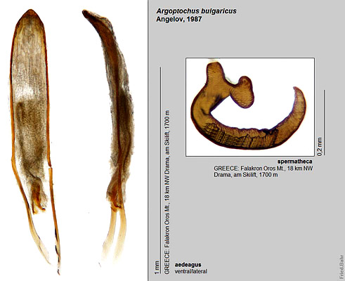 Argoptochus bulgaricus Angelov, 1987