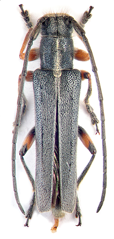 Phytoecia (s. str.) icterica Schall.