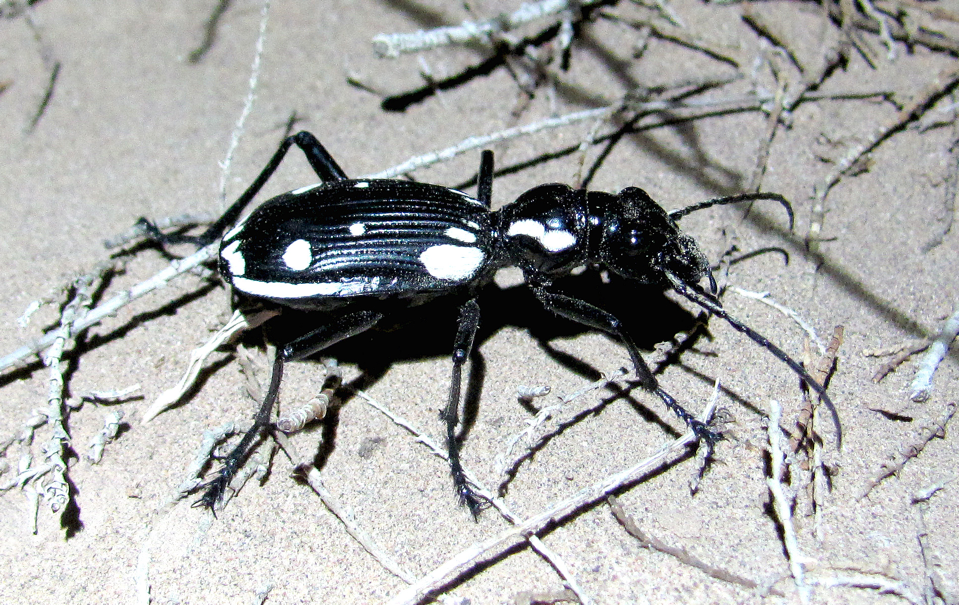 Anthia sexmaculata