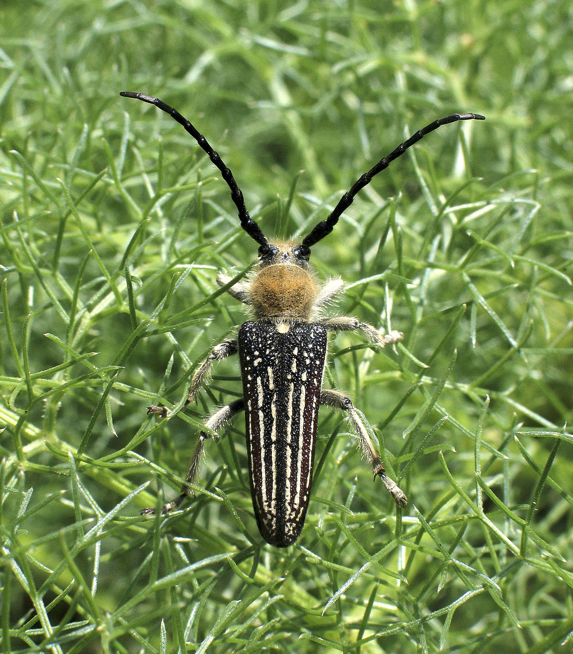 Усач Тонконогий – Rhaphuma gracilipes (Faldermann, 1835)