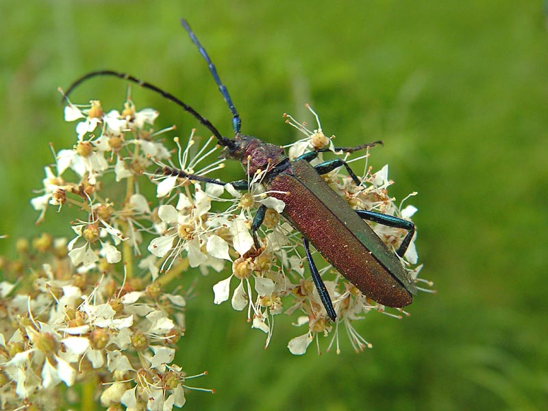 293. Усач мускусный (Aromia moschata Linnaeus