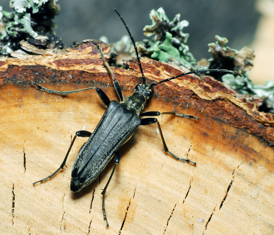 Жук дровосек фото. Stenocorus Meridianus (Linnaeus, 1758). Скрипун Жук черный. Жук дровосек усач систематика. Жуки усачи Астрахани.