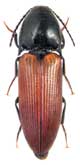 <b>Elateridae: Ampedus latiusculus Rtt.