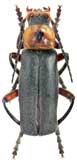 <b>Cantharidae: Cantharis rustica 