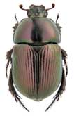 <b>Geotrupidae: Geotrupes impressus Gebl.