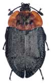 <b>Silphidae: Oiceoptoma thoracicum L.