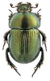 <b>Geotrupidae: Phelotrupes laevistriatus Motsch.