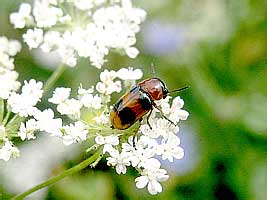 Coptocephala unifasciata (Scopoli, 1763) (Chrysomelidae)