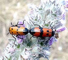 Mylabris quadripunctata (Linnaeus, 1767) (Meloidae)