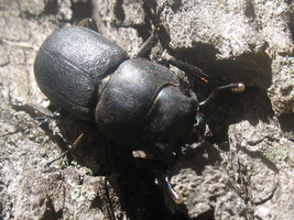 Dorcus parallelepipedus (Linnaeus, 1758) (Lucanidae)