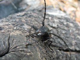 Morimus verecundus (Faldermann, 1836) (Cerambycidae)