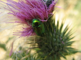 Cryptocephalus ?sericeus (Linnaeus, 1758) (Chrysomelidae)