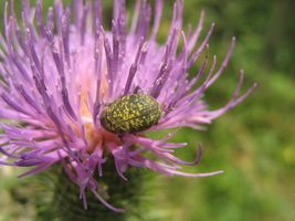 Larinus sp. (Curculionidae)