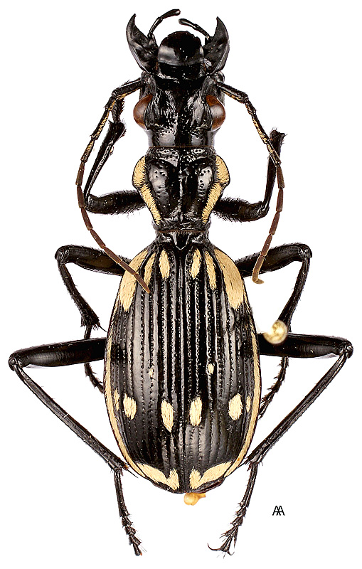 Anthia (Termophilum) sexmaculata sexmaculata (Fabricius, 1787) - det. A.Anichtchenko