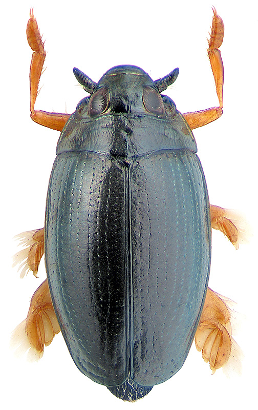 Gyrinus (Gyrinulus) minutus Fabricius, 1798