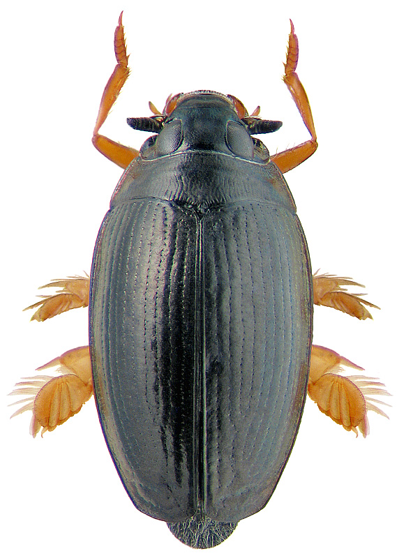 Gyrinus (Gyrinulus) minutus Fabricius, 1798