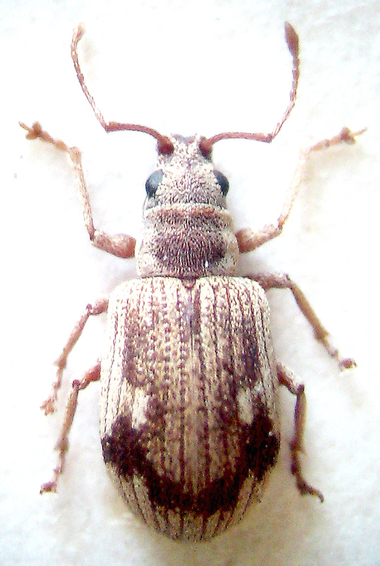 Pseudomyllocerus schneideri Schilsky, 1911