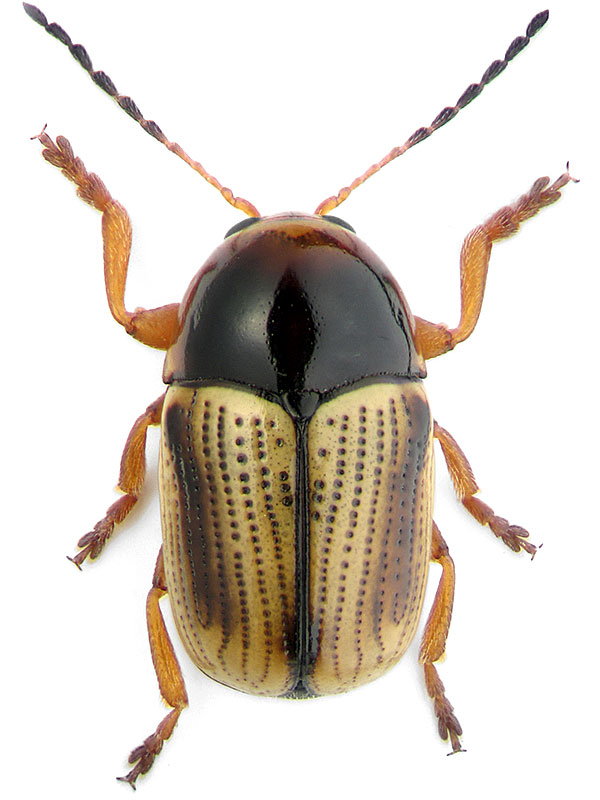 Cryptocephalus connexus Olivier, 1807