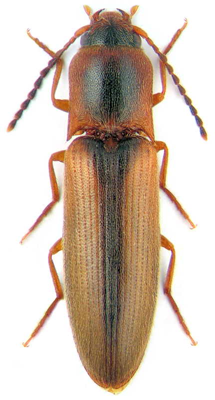 Dalopius marginatus L., 1758