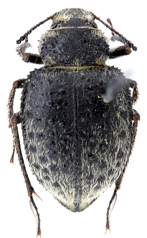 Earophanta serrata Sem.