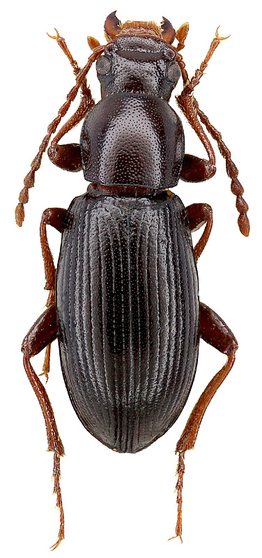 Eustenomacidius laevicollis Kr.