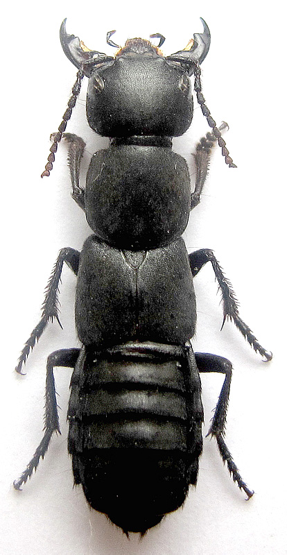 Ocypus cf. curtipennis Motschulsky, 1849