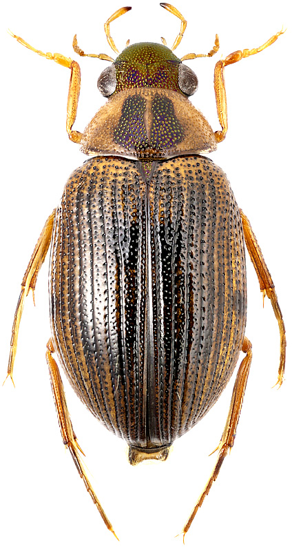 Berosus luridus L., 1761