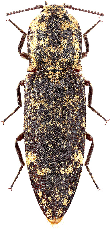 Danosoma fasciata L., 1758