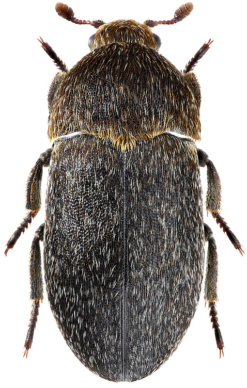 Dermestes laniarius subfulvicollis Hava, 2003