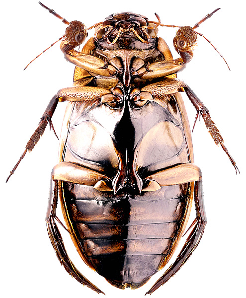 Dytiscus dauricus Gebler, 1832