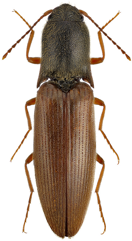 Ectinus sericeus (Candeze, 1878 )