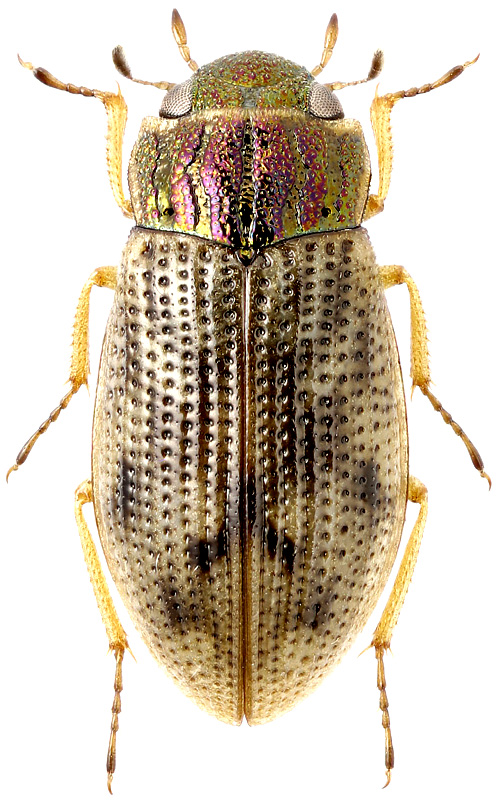 Helophorus brevipalpis Bedel, 1881