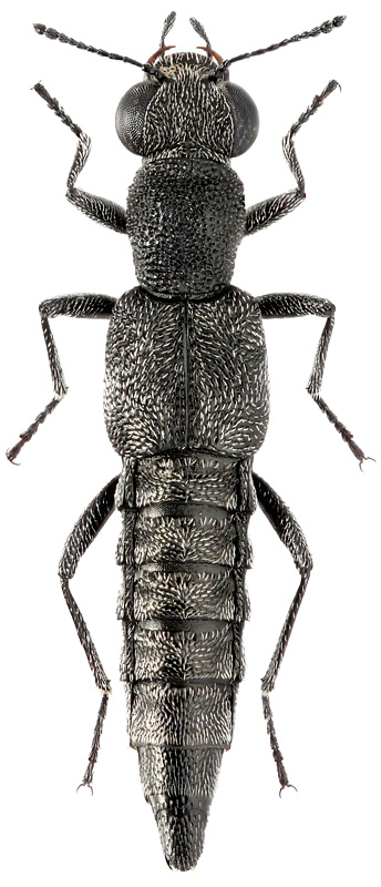 Stenus palposus Zett., 1838