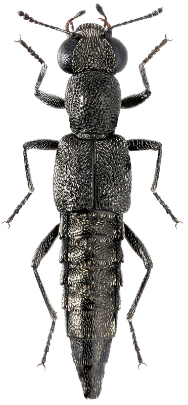 Stenus palposus Zett., 1838