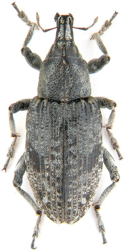 Bothynoderes punctiventris Germ.