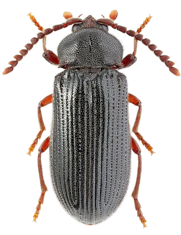 Cerophytum elateroides Latr., 1809