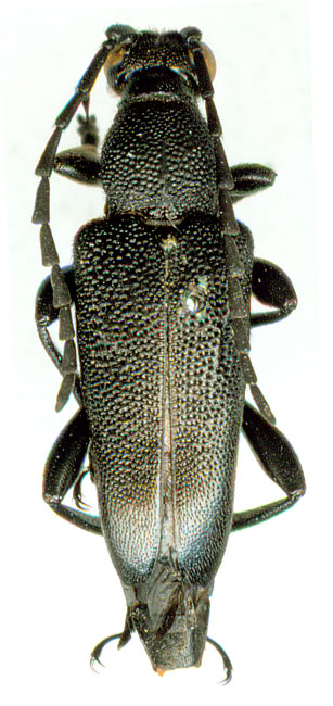 Stictoleptura (Melanoleptura) scutellata