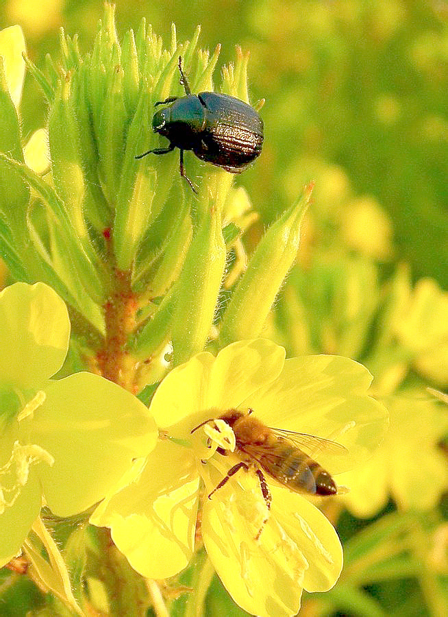 Фото жука цветоеда