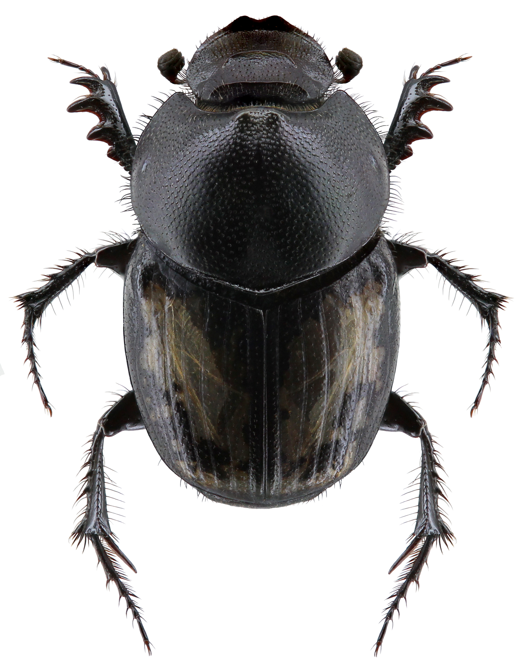 Onthophagus Taurus