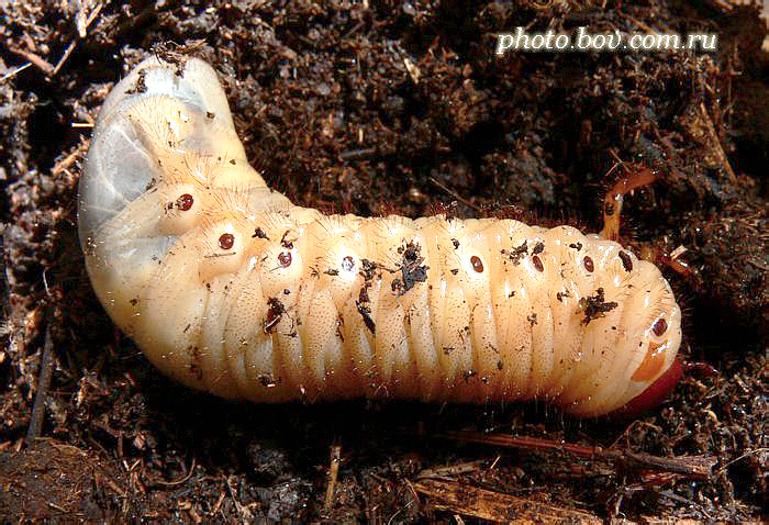 Как выглядит личинка жука носорога фото