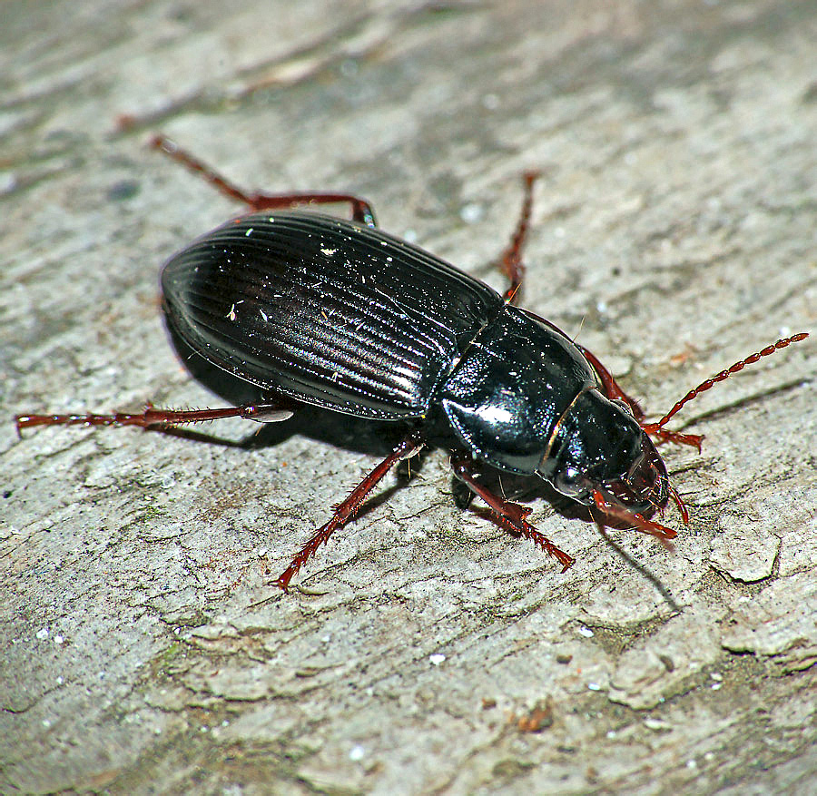 Черный большой жук фото и название